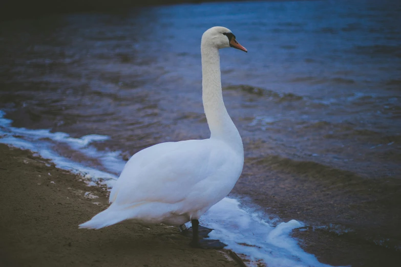 a white swan walking on top of a beach