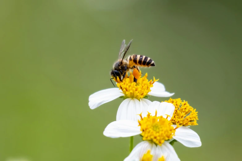 a bee is collecting nectar on some pretty daisies