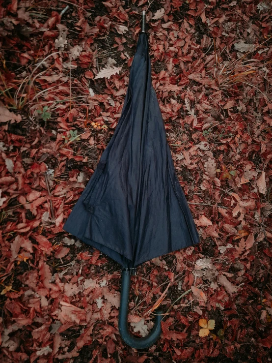 an umbrella laying on the ground covered with fallen leaves
