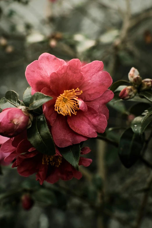 a blooming red flower with some green leaves