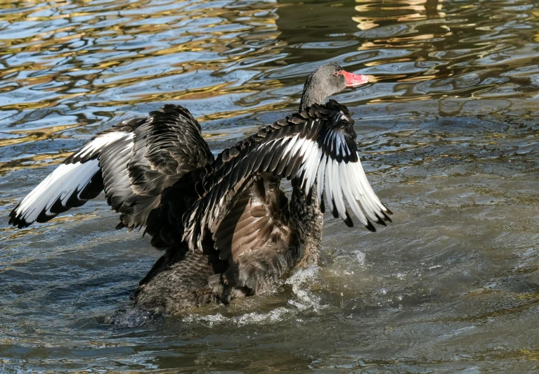 an adult duck flaps its wings as it dives into the water