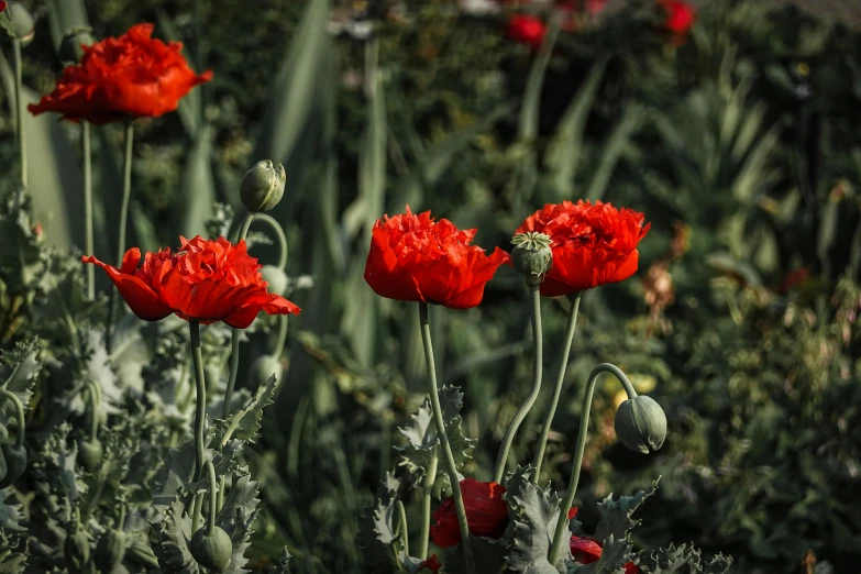 a field of red poppy flowers with green stems and leaves