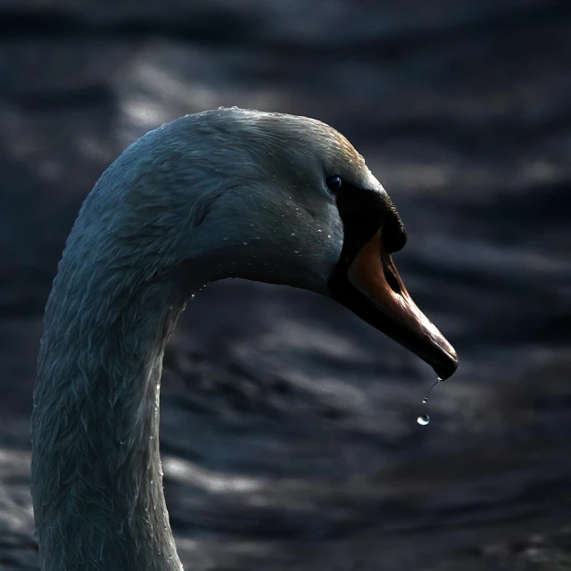 a swan in the water with its beak up