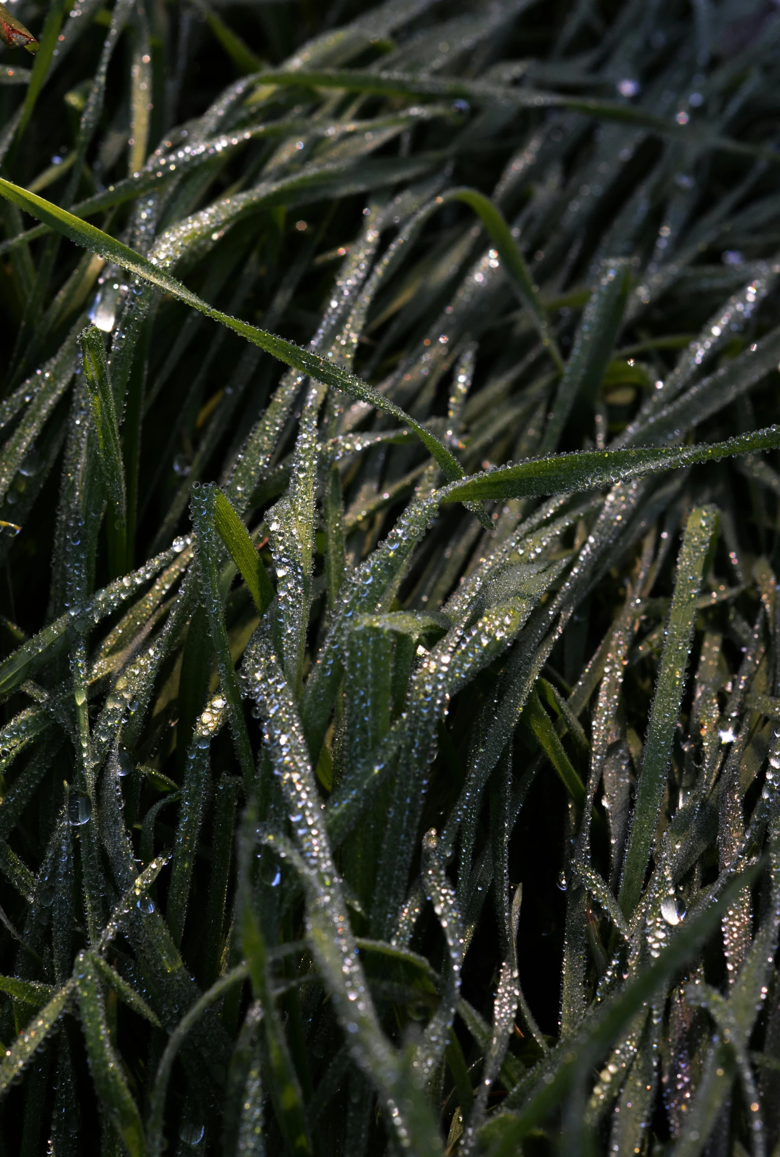 dew droplets on the blades of grass and stems