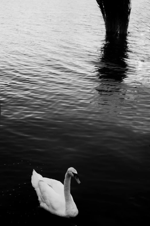 a white swan floating on top of a river