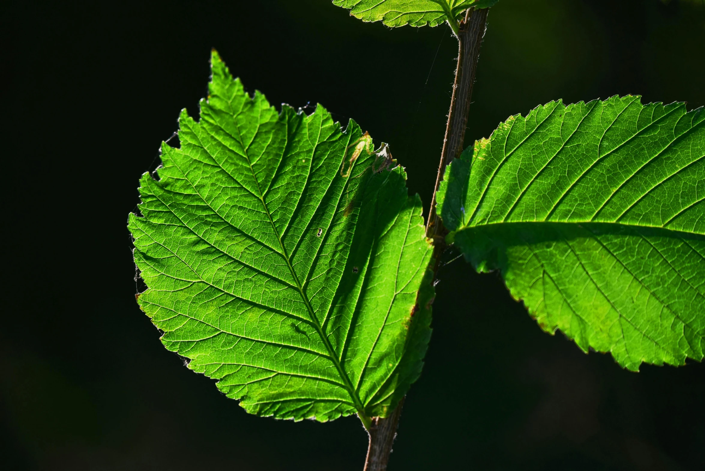 a closeup image of a green leaf