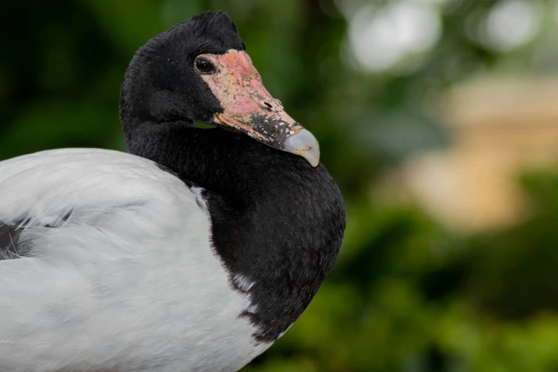 the head and shoulders of an adult goose