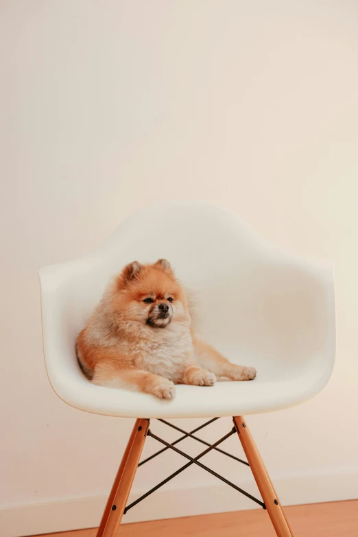 a small dog laying on a chair by a wall