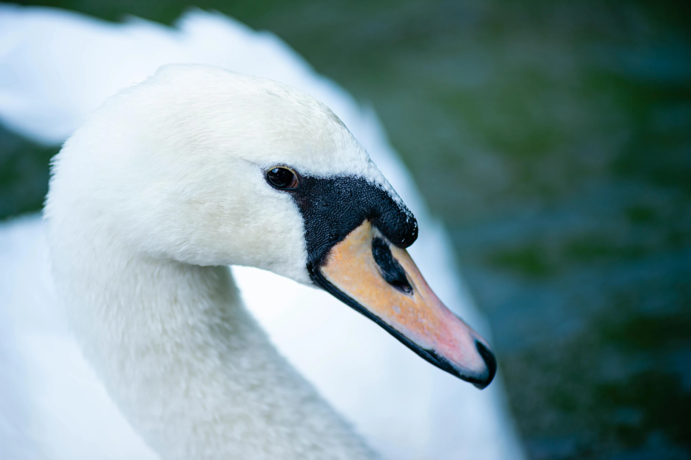 the close up head of a white swan