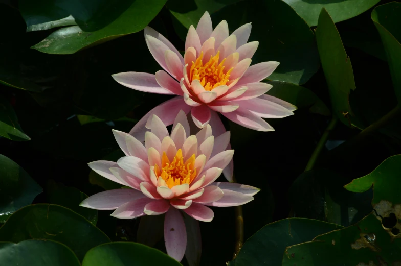 two pink flowers are surrounded by green leaves