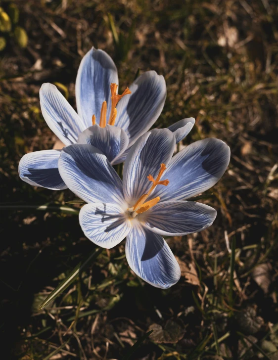 three blue and white flowers in the grass