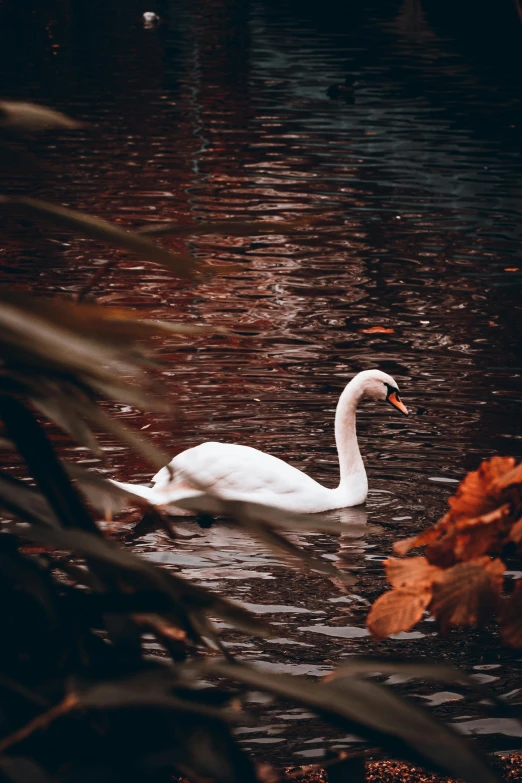 a swan is swimming on a calm pond