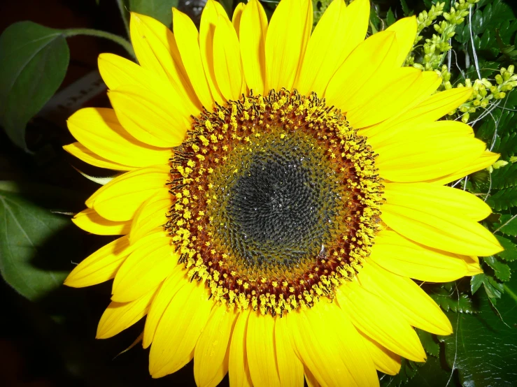 a large sunflower stands in the middle of a green garden