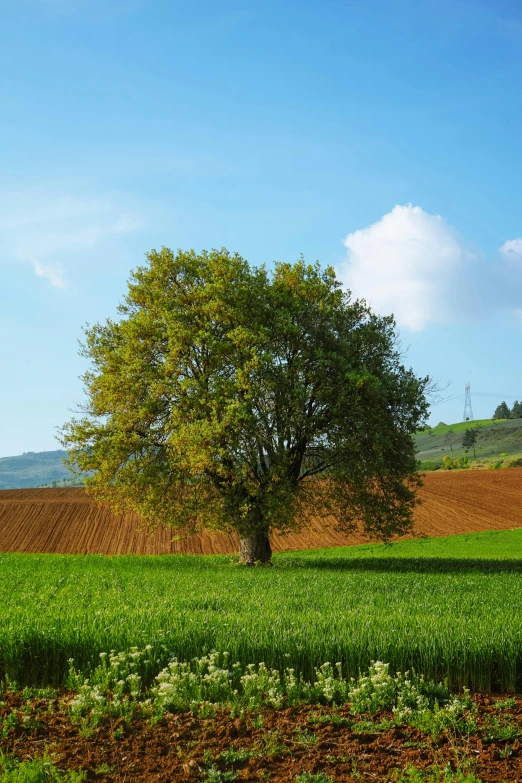 a single tree stands alone in the middle of a large field