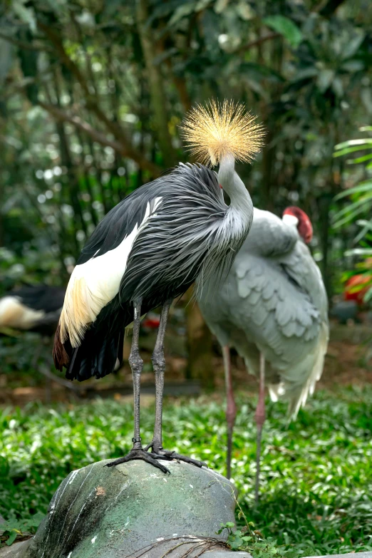 two birds are standing in the grass together