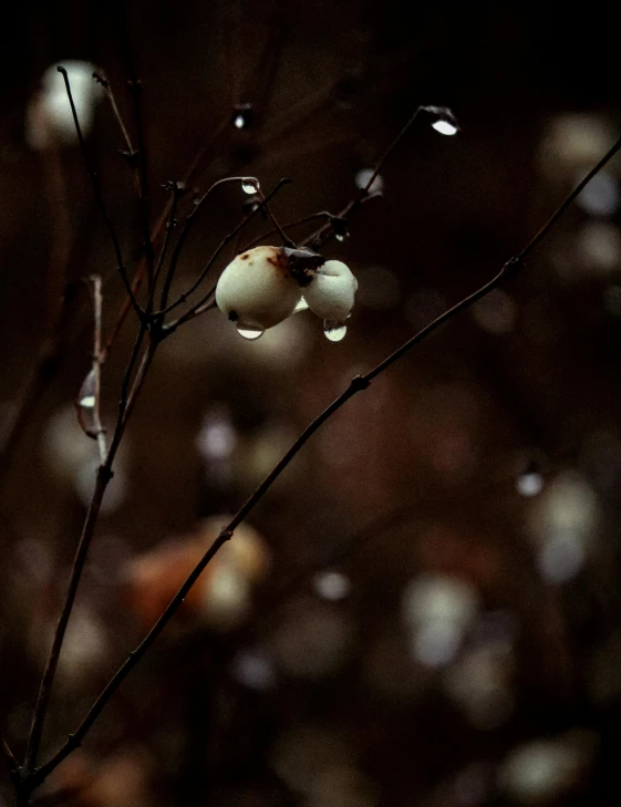 a couple of bubbles hanging from a tree nch