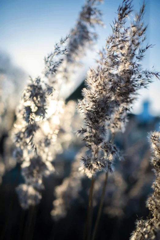 white flowers are blowing in the wind