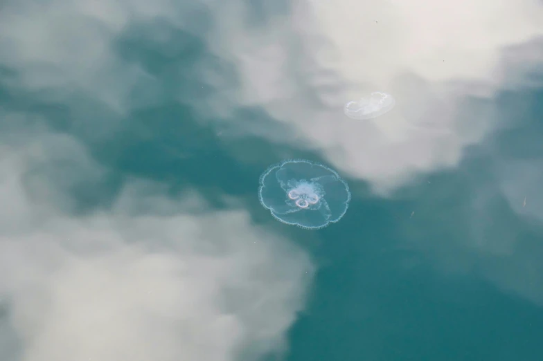 there is a single jellyfish in the water