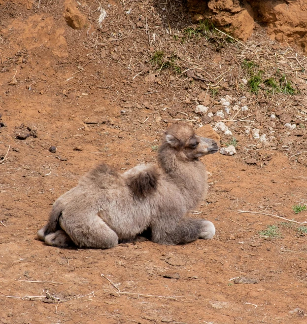 a camel laying down on a dirt ground
