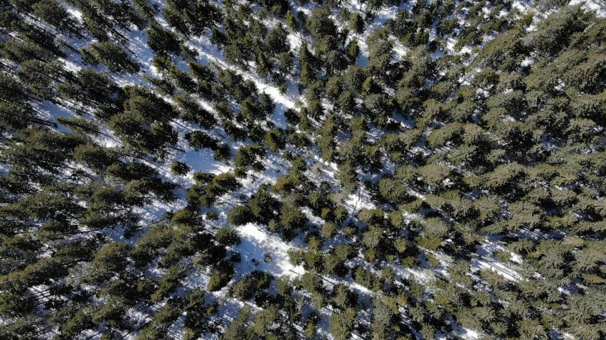 a tree lined forest filled with snow covered ground