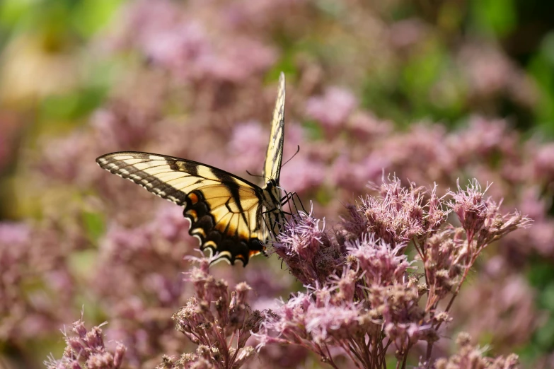 a yellow and black erfly sitting on purple flowers