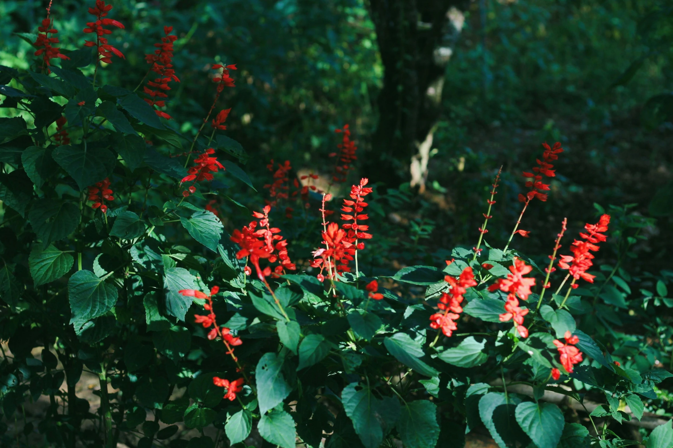 a close up of some flowers near some trees