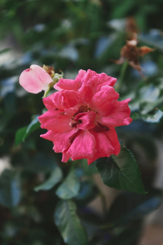 pink flower with green leaves in a park