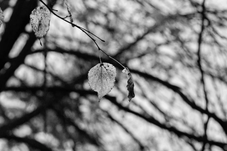 three leafs hanging from a leafless tree