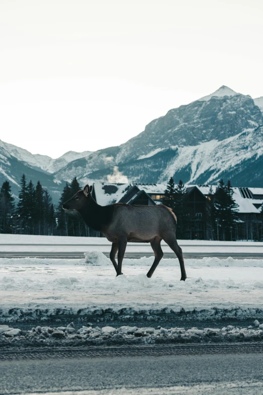 a horse in the snow with some mountains in the back ground