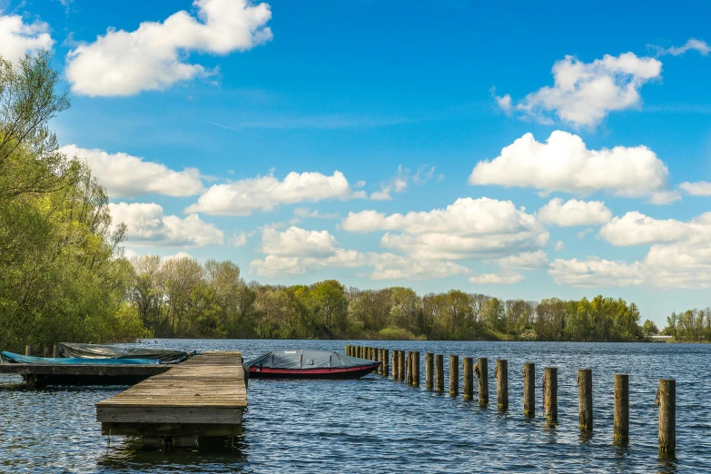 many wooden posts sticking out of the water near some trees