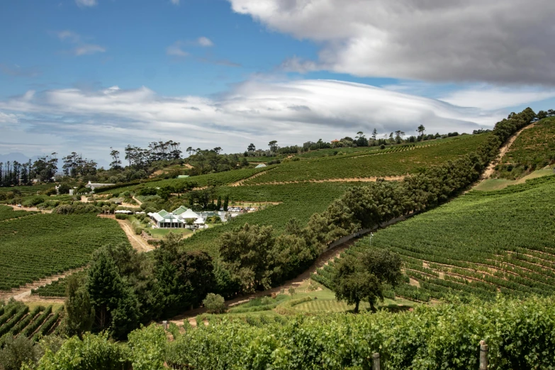 view of hillside and vineyards, with a sky in background