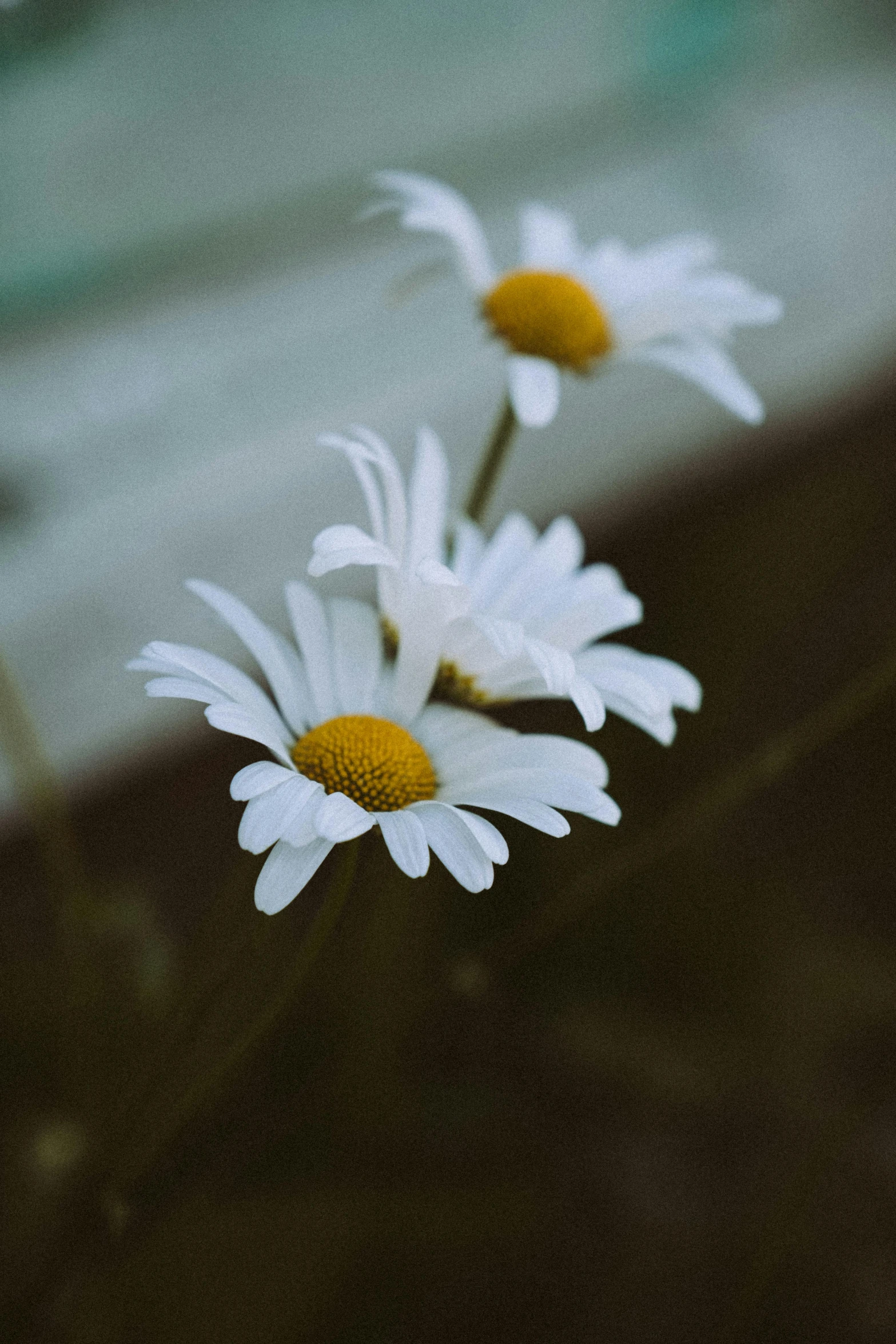 three white daisies with yellow centers in an open car window