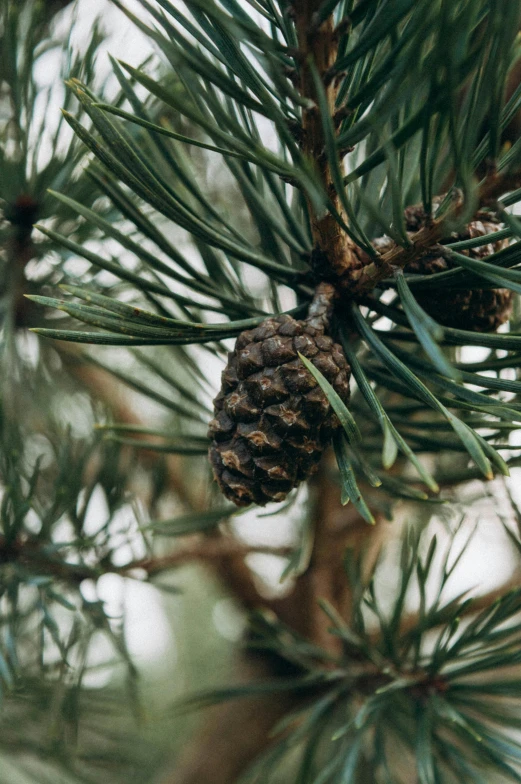 a pine cone that is sitting in a pine tree