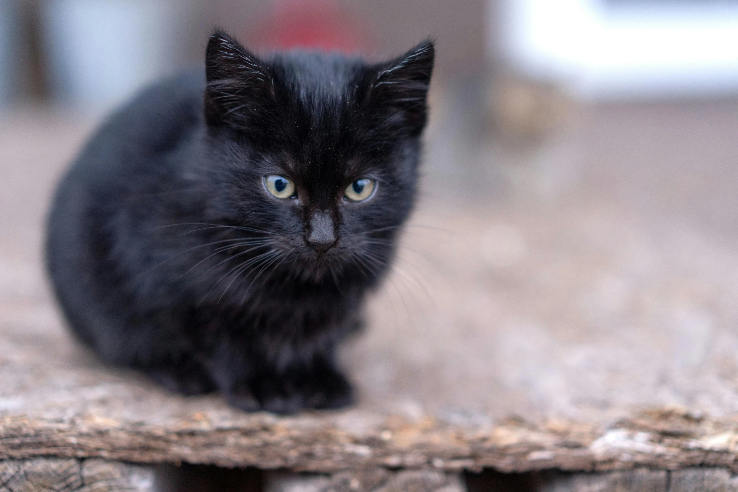 a little black kitten sitting on top of a piece of wood
