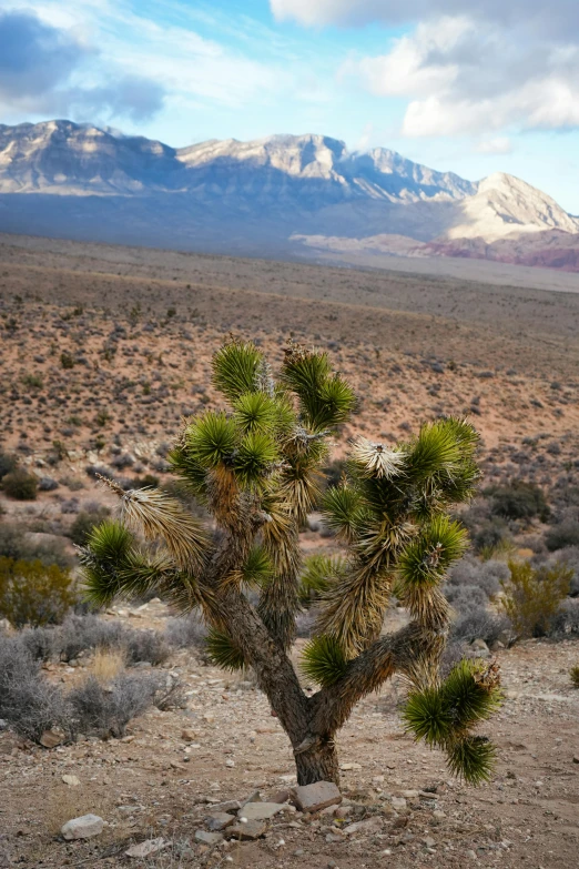 an exotic looking plant in the middle of the desert