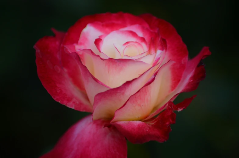 a large pink and white rose budding close up