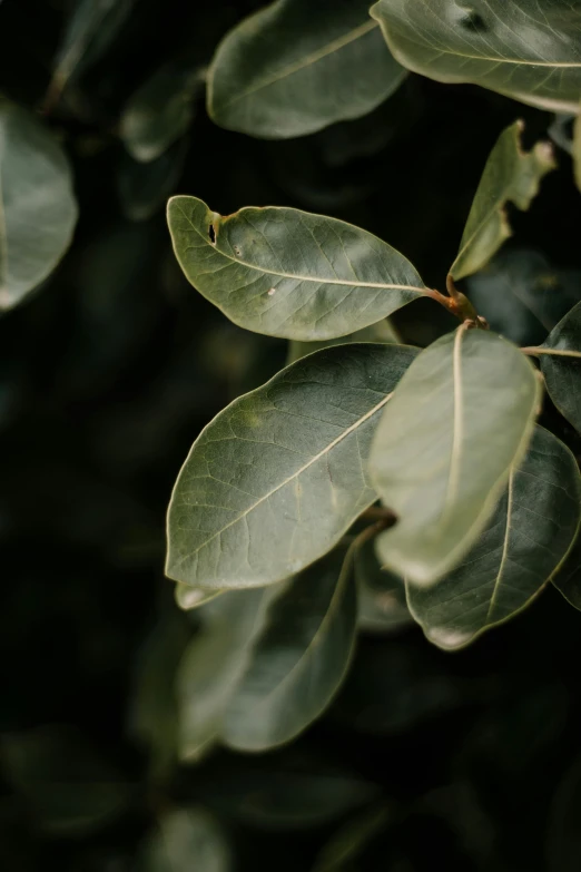 a close up s of a leafy plant