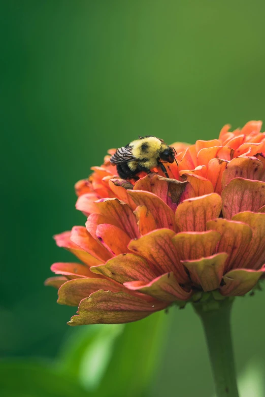 a close up of a bee on an orange flower