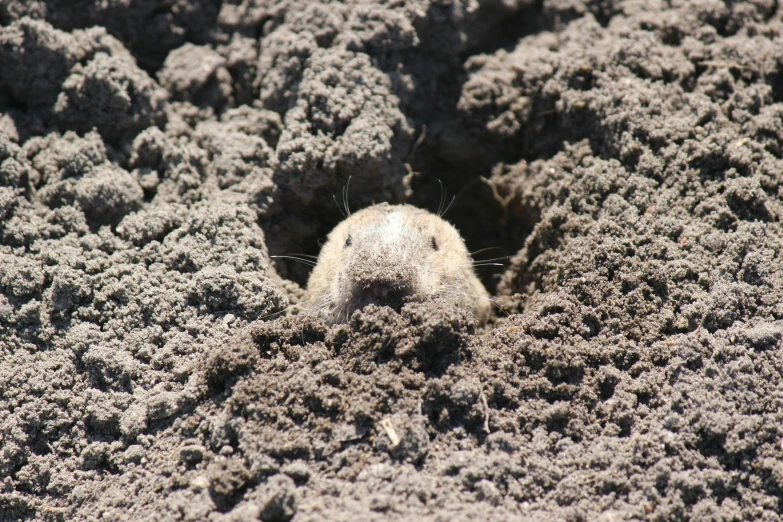 a close up of the face and head of a small animal in the dirt