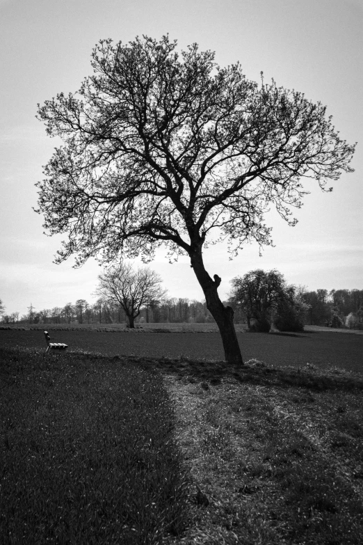 black and white image of an empty tree in a field