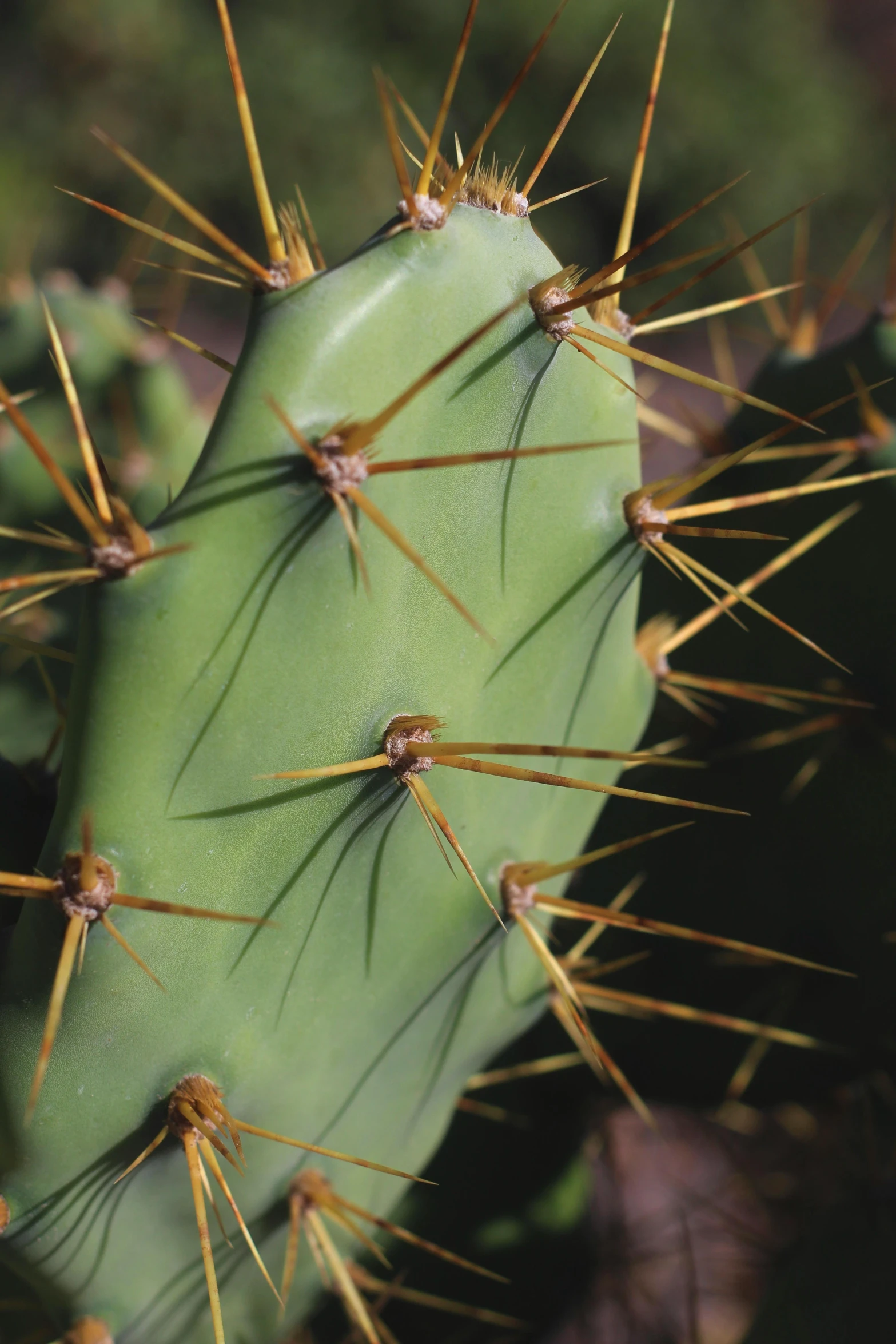 close up of a plant with many spikes