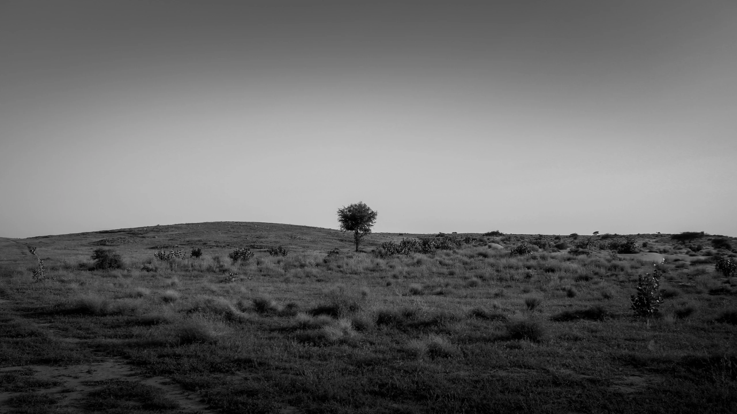 there is a lone tree standing on top of a hill