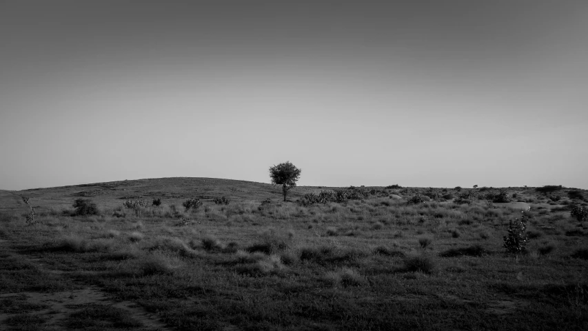 there is a lone tree standing on top of a hill
