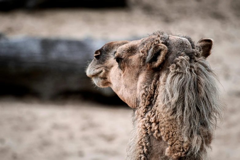 a camel with its hair up looking out the sand