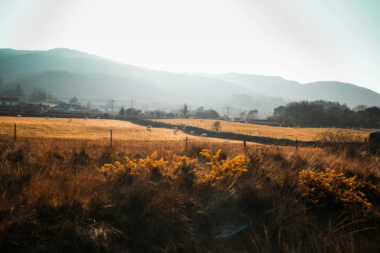 an image of a yellow flowered field with a big mountain in the distance