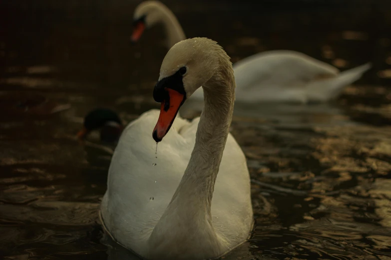 two swans swimming in water with orange beaks