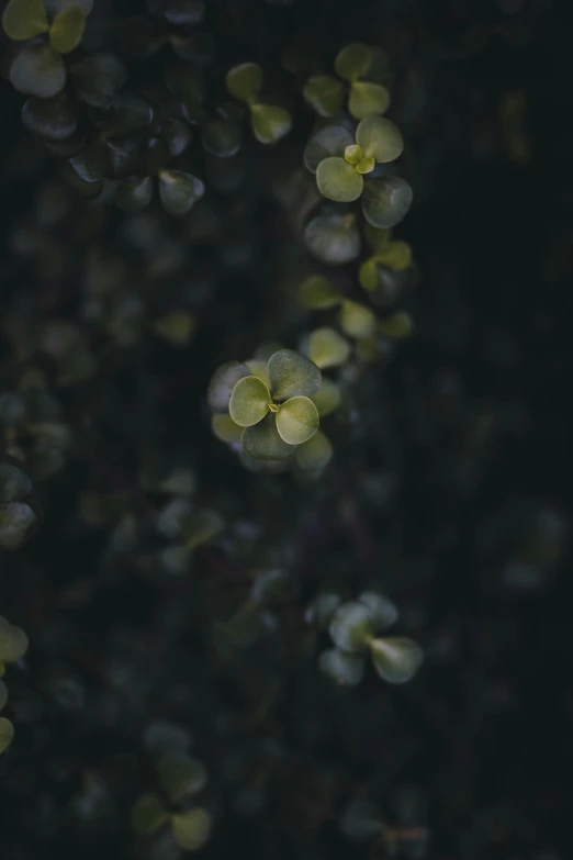 this is some tree leaves in the evening