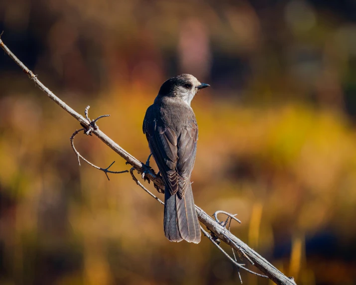 the small bird is sitting on the nch