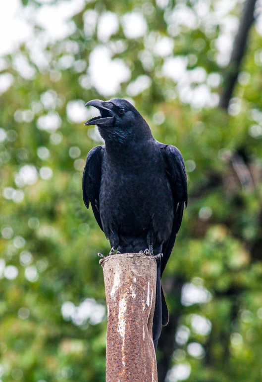 the raven is sitting on top of the tree limb