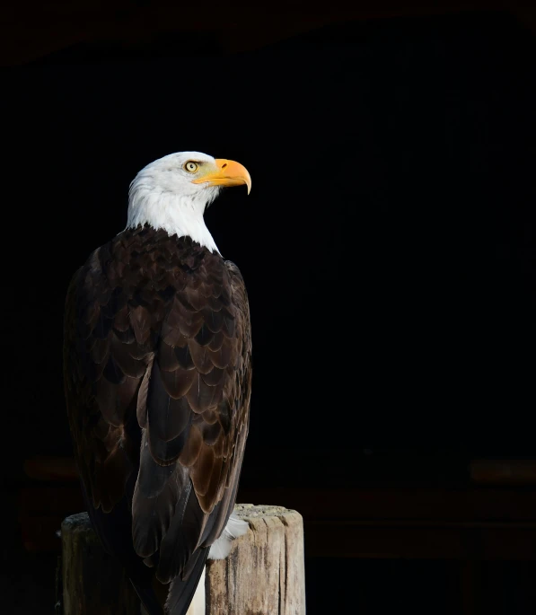 an eagle perched on a fence post in front of a black background